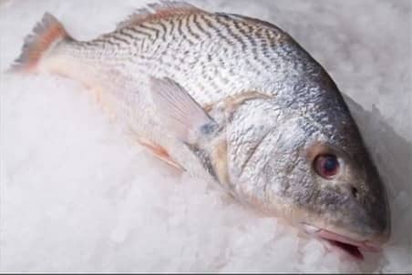 Fresh Whole Fish on Ice